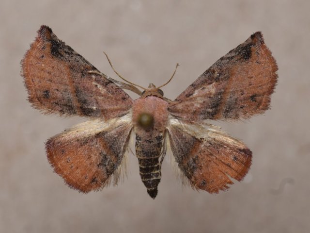 Eublemma aurantiaca